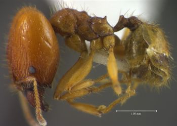 Media type: image;   Entomology 35194 Aspect: habitus lateral view